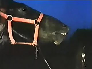 Horse 14
