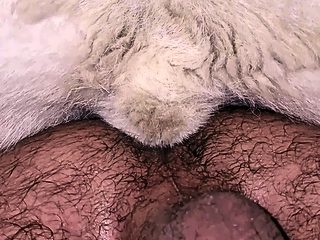 Porno perro y hombre