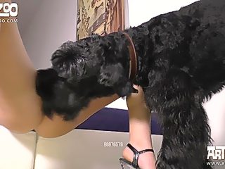 Perro coje a una mujer